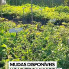 Retire sua muda grátis no Viveiro Municipal de Araputanga