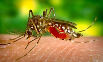 Saúde divulga índice de infestação da dengue em bairros de Araputanga