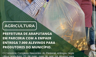 A Prefeitura de Araputanga em parceria com a EMPAER entrega 7.000 Alevinos para produtores do Município.