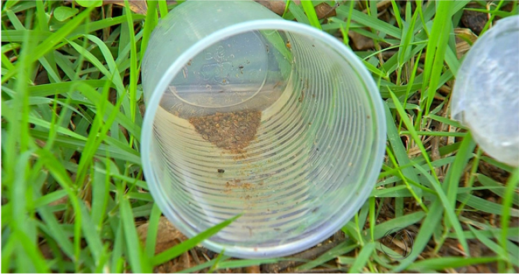 Larvas em quintais ameaçam surto de dengue em Araputanga