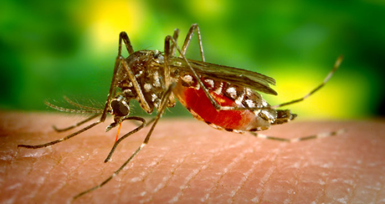 Saúde divulga índice de infestação da dengue em bairros de Araputanga